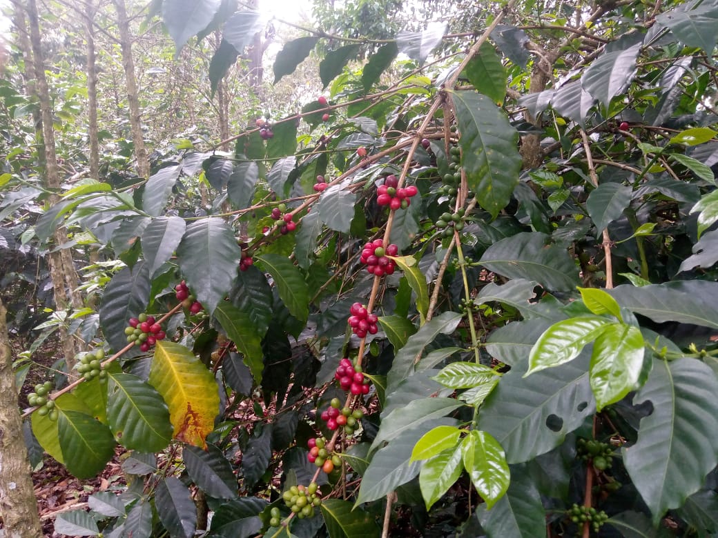 Mora- Winter Candy (Colombia)